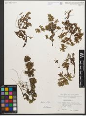 Foto von Salix retusa L.